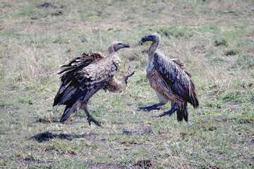 Two Vultures Fighting