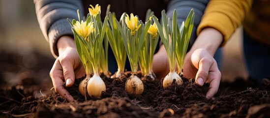 Daffodil bulbs being held by hands prior to being planted in the soil - obrazy, fototapety, plakaty