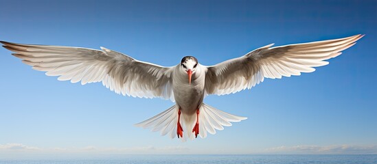 On a summer s day a common tern soars through the air - obrazy, fototapety, plakaty