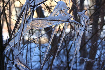Branches covered with thick growths of ice and icicles on a frosty day