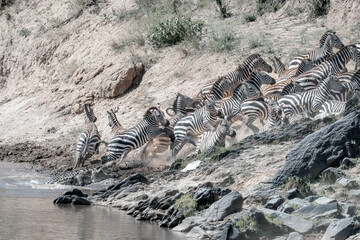 Fototapeta na wymiar Zebra Trying to Cross River with Crocodile