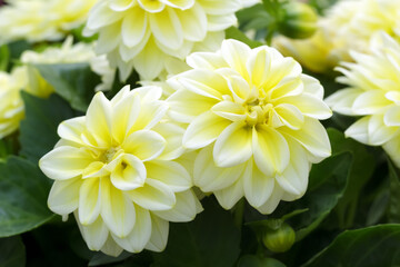 Yellow Dalhiettas Shirley  flowersare blooming in the summer garden. - obrazy, fototapety, plakaty