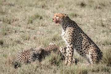 Three Cheetah Eating a Meal