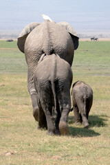 Fototapeta premium Elephants Walking Away