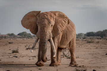 Naklejka premium Tusker Elephant Kenya