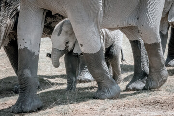 Obraz premium Baby Elephant With Mama in Wild
