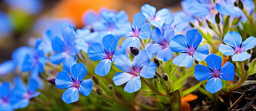 The Blue pimpernel scientifically known as Anagallis arvensis is a type of wild flower This particular flower opens its petals solely in the presence of sunlight Its spreading nature makes 
