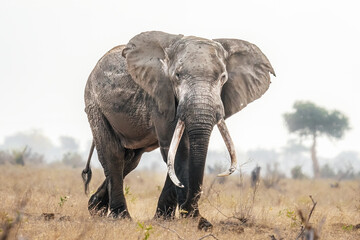 Tusker Elephant Kenya