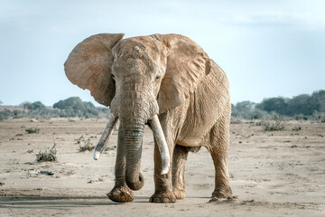 Tusker Elephant Kenya