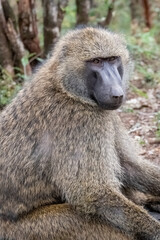 Wild Baboon in Kenya