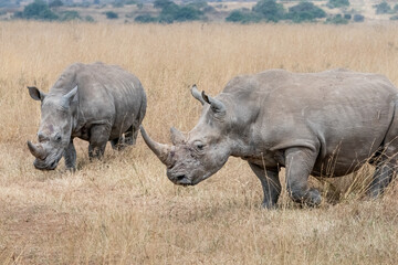 Obraz premium Rhinoceros in the Wild