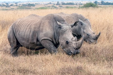 Rhinoceros in the Wild