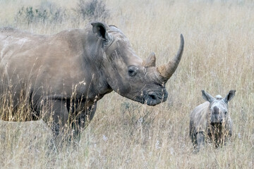 Obraz premium Mom and Baby Rhinoceros