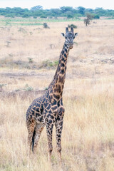 Giraffe in Kenya
