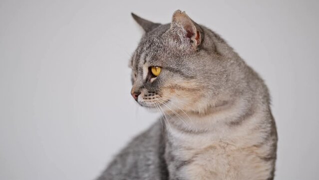 Cute gray tabby cat looking away and licks
