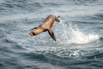 Sea Lion Jumping out of Water