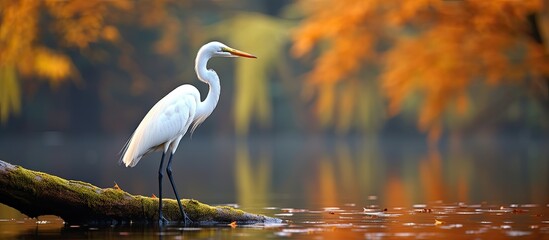 In the fall season there is a magnificent white bird called the great egret - obrazy, fototapety, plakaty