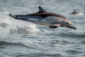 Common Dolphins Jumping Out of Water