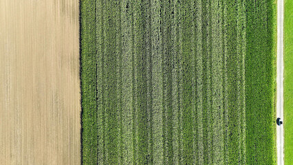 Drohnenfoto von einem Maisfeld neben einer Straße
