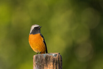Male Daurian Redstart perching on the tree trunk.