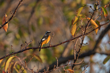 Male Daurian Redstart perching on the tree branch.