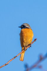 Male Daurian Redstart perching on the tree branch.