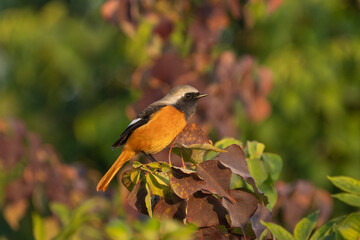Male Daurian Redstart perching on the tree branch.