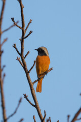 Male Daurian Redstart perching on the tree branch.