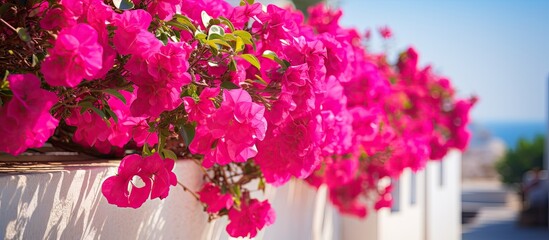 Fototapeta na wymiar Greece s Imerovigli streets are adorned with stunning bougainvilleas in a lovely shade of fuchsia