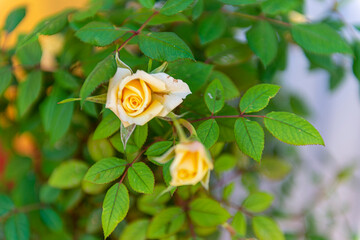 rosas amarillas creciendo