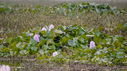 Obraz na płótnie Canvas Water hyacinths flower having unique texture.