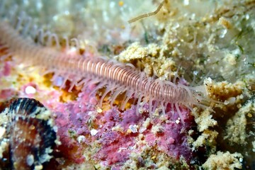 Obraz na płótnie Canvas Striped paddle worm
