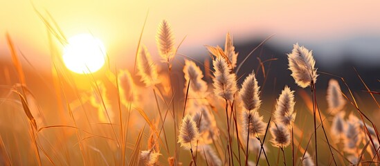 Sunset backdrop showcases the beautiful closing of a flower amidst the green grass
