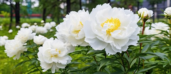 Obraz premium Peony s flowers in the garden are white during the seasons of summer and spring