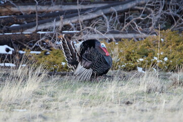 turkey in the field