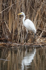 great white heron