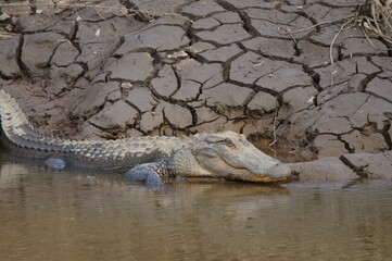 alligator in the swamp