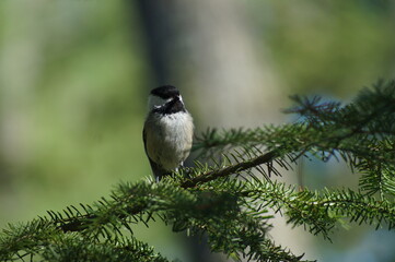 black capped kingfisher