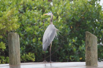 great blue heron
