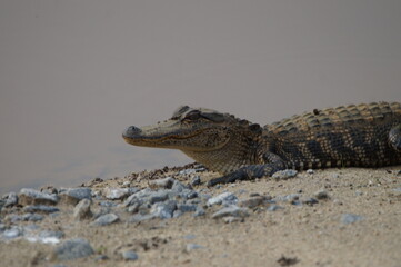Naklejka premium alligator in the swamp