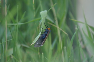 bug on a leaf