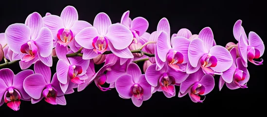 Foto op Canvas Thailand is known for its beautiful blossoms of orchid © AkuAku