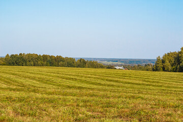 Fototapeta premium Large green agricultural field in the countryside after harvesting