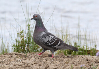 Rock dove feral pigeon bird standing on the ground with rocks and grass