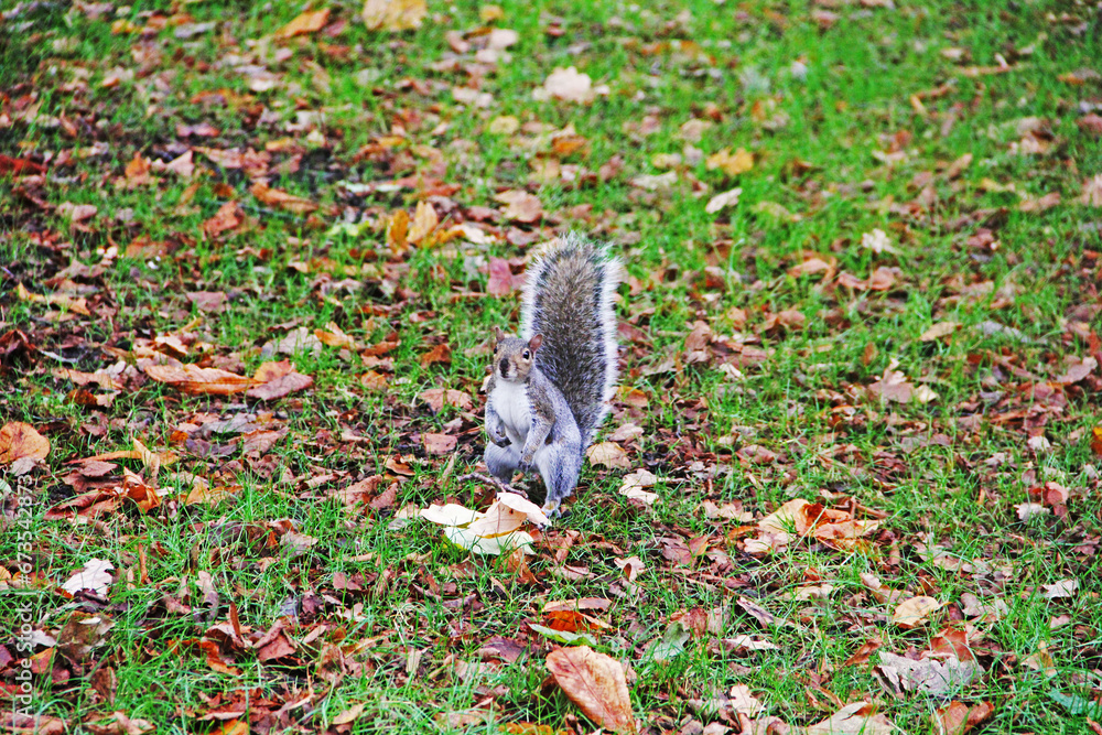 Canvas Prints squirrel on the ground