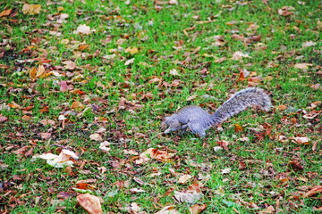 squirrel in the park