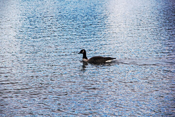 duck in the water
