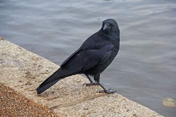 raven on the beach