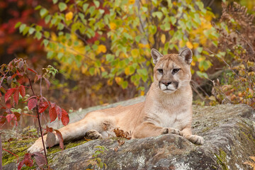 Cougar adult in fall colors
