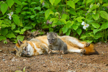 Gray Fox adult with pup taken in central MN under controlled conditions